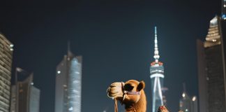 The camel does not fear difficulties because it knows it can overcome them The camel does not fear difficulties because it knows it can overcome them